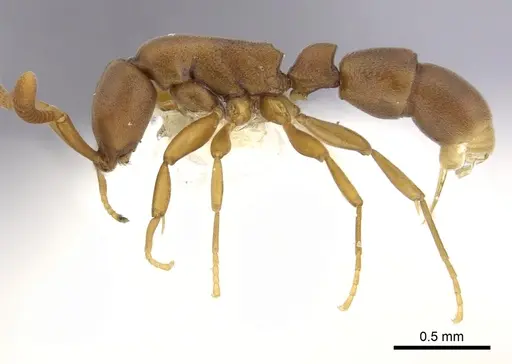 Probolomyrmex guineensis specimen CASENT0249253 image casent0249253_3