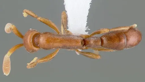 Probolomyrmex guineensis specimen CASENT0412773 image casent0412773_1