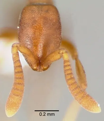 Probolomyrmex guineensis specimen CASENT0412773 image casent0412773_2