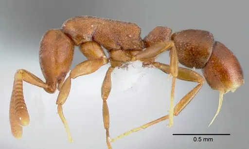 Probolomyrmex guineensis specimen CASENT0412773 image casent0412773_3