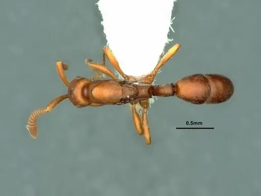 Probolomyrmex guineensis specimen CASENT0882092 image casent0882092_1