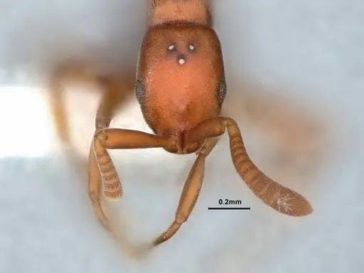 Probolomyrmex guineensis specimen CASENT0882092 image casent0882092_2