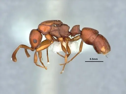 Probolomyrmex guineensis specimen CASENT0882092 image casent0882092_3
