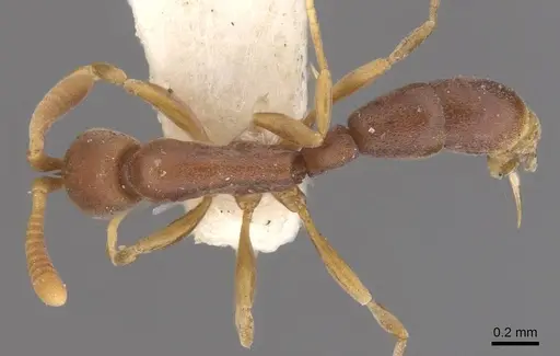 Probolomyrmex guineensis specimen CASENT0915152 image casent0915152_1