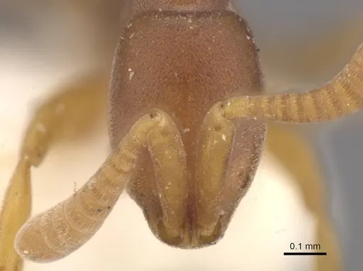 Probolomyrmex guineensis specimen CASENT0915152 image casent0915152_2