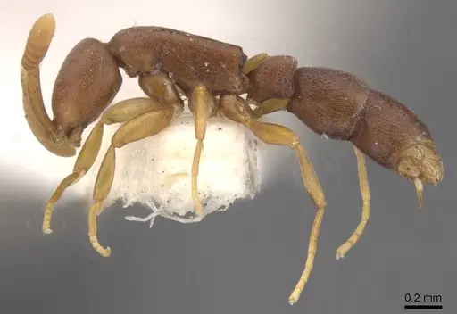 Probolomyrmex guineensis specimen CASENT0915152 image casent0915152_3
