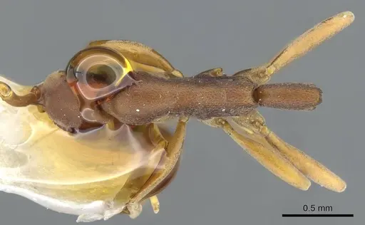 Probolomyrmex itoi specimen CASENT0911223 image casent0911223_1
