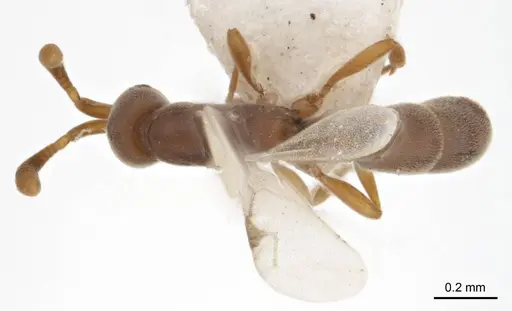 Probolomyrmex latalongus specimen ANTWEB1008711 image antweb1008711_1