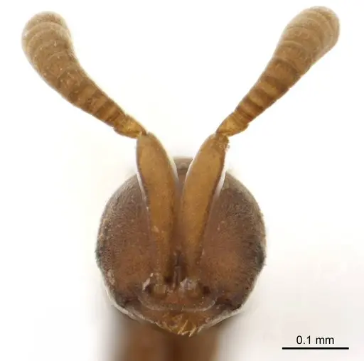 Probolomyrmex latalongus specimen ANTWEB1008711 image antweb1008711_2