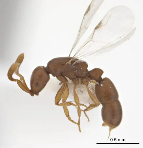Probolomyrmex latalongus specimen ANTWEB1008711 image antweb1008711_4