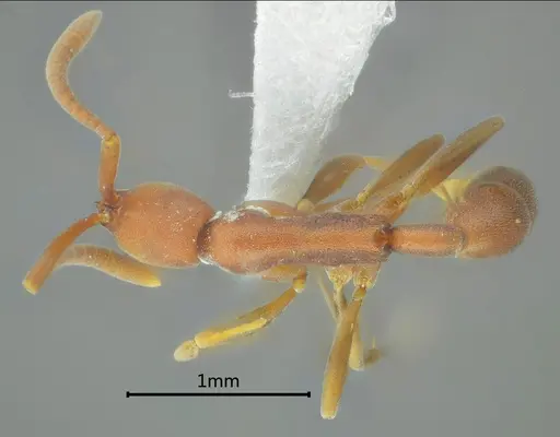 Probolomyrmex longiscapus specimen ANTWEB1060526 image antweb1060526_1