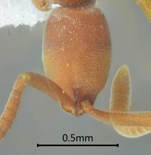 Probolomyrmex longiscapus specimen ANTWEB1060526 image antweb1060526_2