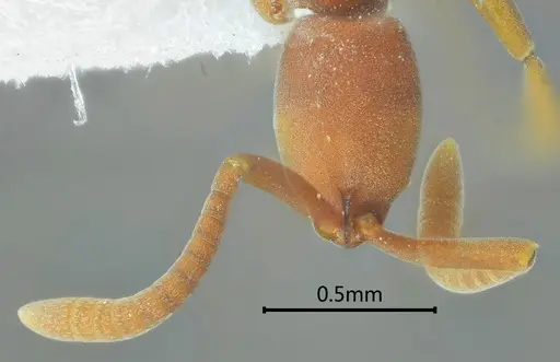 Probolomyrmex longiscapus specimen ANTWEB1060526 image antweb1060526_3