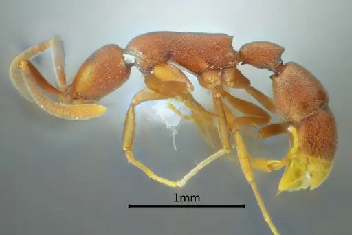Probolomyrmex longiscapus specimen ANTWEB1060526 image antweb1060526_4