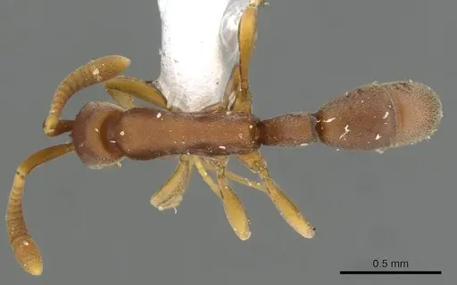 Probolomyrmex maryatiae specimen CASENT0911224 image casent0911224_1