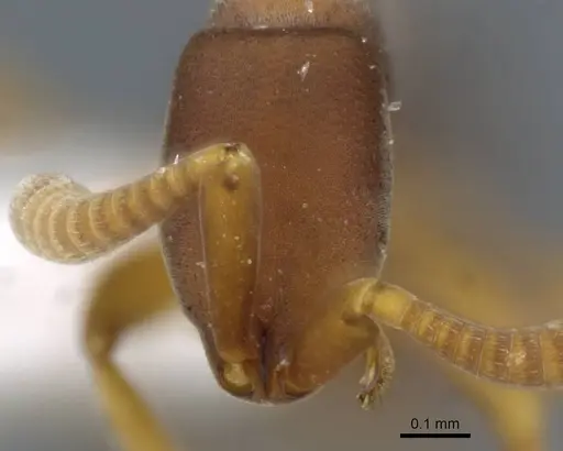 Probolomyrmex maryatiae specimen CASENT0911224 image casent0911224_2