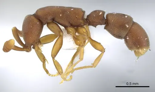 Probolomyrmex maryatiae specimen CASENT0911224 image casent0911224_3