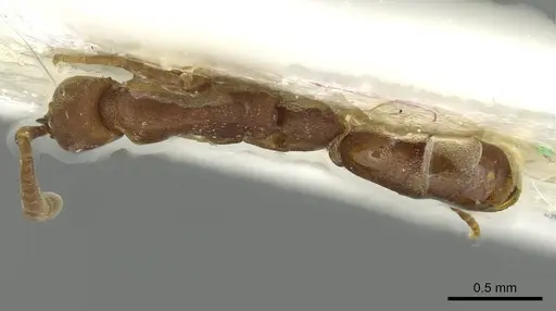 Probolomyrmex newguinensis specimen CASENT0913727 image casent0913727_1