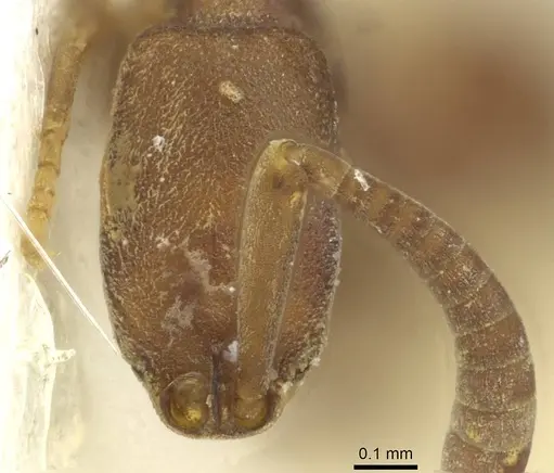 Probolomyrmex newguinensis specimen CASENT0913727 image casent0913727_2