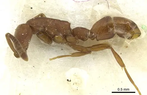 Probolomyrmex newguinensis specimen CASENT0913727 image casent0913727_3