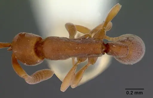 Probolomyrmex okinawensis specimen CASENT0172412 image casent0172412_1