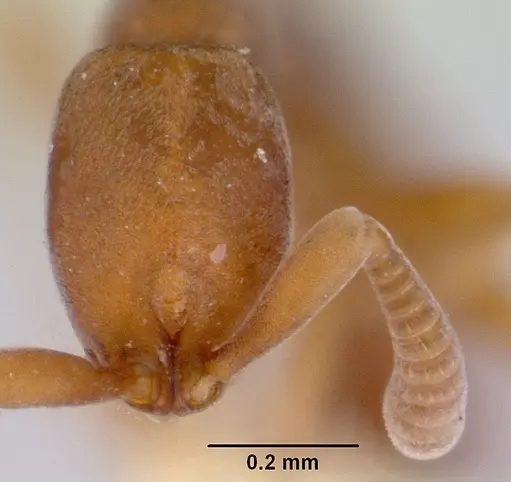 Probolomyrmex okinawensis specimen CASENT0172412 image casent0172412_2