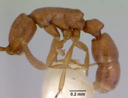 Probolomyrmex okinawensis specimen CASENT0172412 image casent0172412_3