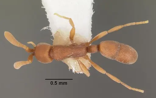 Probolomyrmex petiolatus specimen CASENT0102222 image casent0102222_1