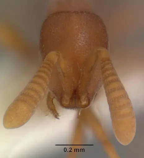 Probolomyrmex petiolatus specimen CASENT0102222 image casent0102222_2