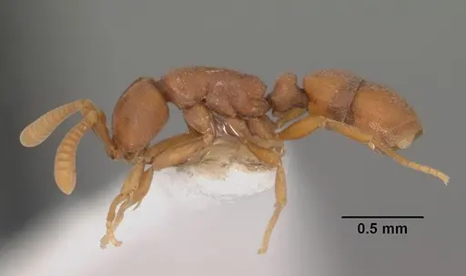 Probolomyrmex petiolatus specimen CASENT0102222 image casent0102222_3