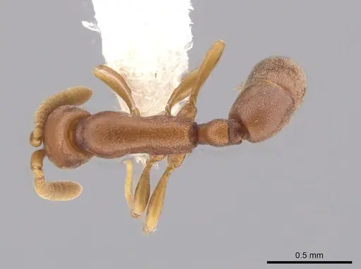 Probolomyrmex petiolatus specimen CASENT0610657 image casent0610657_1