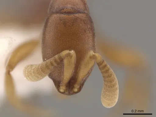 Probolomyrmex petiolatus specimen CASENT0610657 image casent0610657_2