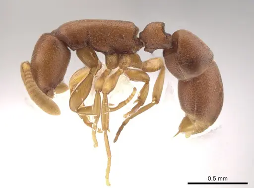 Probolomyrmex petiolatus specimen CASENT0610657 image casent0610657_3