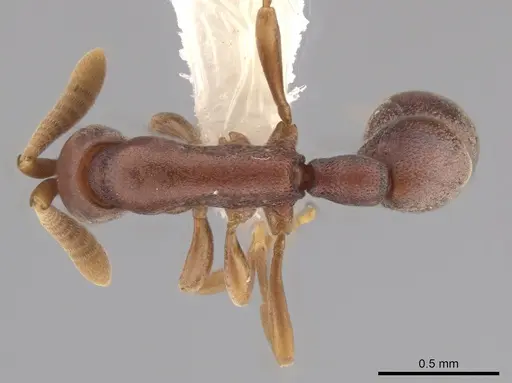 Probolomyrmex petiolatus specimen CASENT0624134 image casent0624134_1