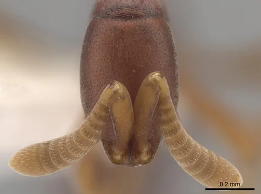 Probolomyrmex petiolatus specimen CASENT0624134 image casent0624134_2