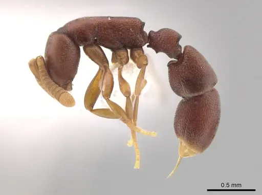 Probolomyrmex petiolatus specimen CASENT0624134 image casent0624134_3