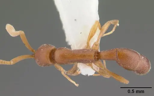 Probolomyrmex procne specimen CASENT0101988 image casent0101988_1