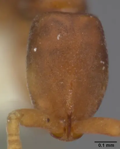 Probolomyrmex procne specimen CASENT0101988 image casent0101988_2