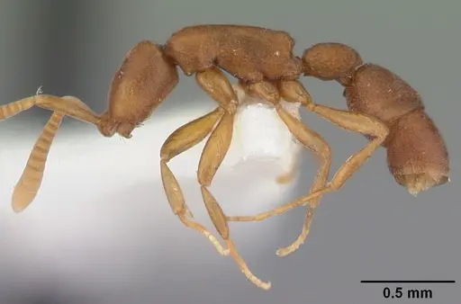 Probolomyrmex procne specimen CASENT0101988 image casent0101988_3