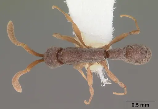 Probolomyrmex procne specimen CASENT0102221 image casent0102221_1