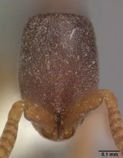 Probolomyrmex procne specimen CASENT0102221 image casent0102221_2