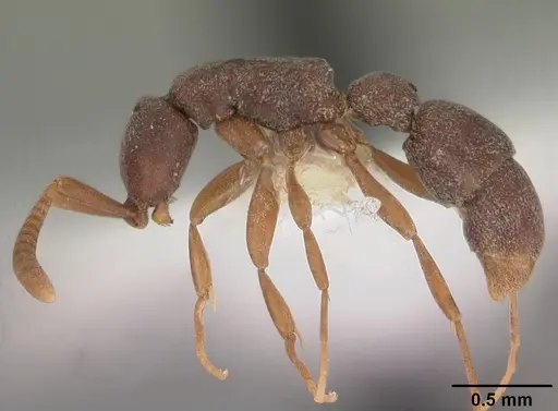 Probolomyrmex procne specimen CASENT0102221 image casent0102221_3