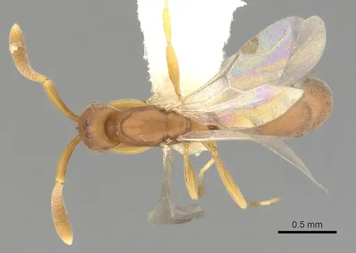 Probolomyrmex procne specimen CASENT0249254 image casent0249254_1