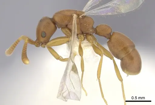 Probolomyrmex procne specimen CASENT0249254 image casent0249254_3