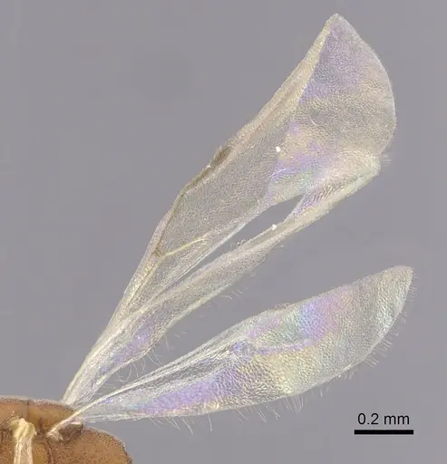 Probolomyrmex procne specimen CASENT0249254 image casent0249254_4