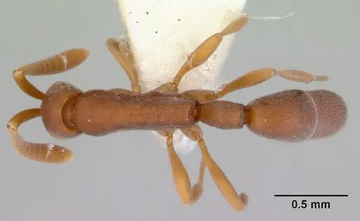 Probolomyrmex salomonis specimen CASENT0172413 image casent0172413_1