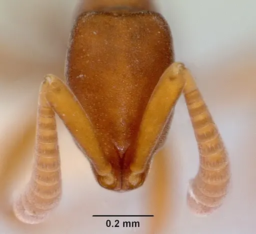 Probolomyrmex salomonis specimen CASENT0172413 image casent0172413_2