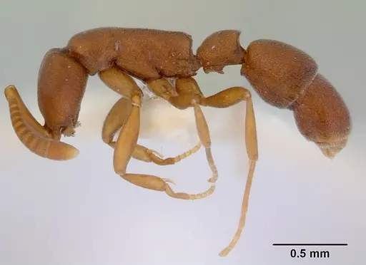 Probolomyrmex salomonis specimen CASENT0172413 image casent0172413_3