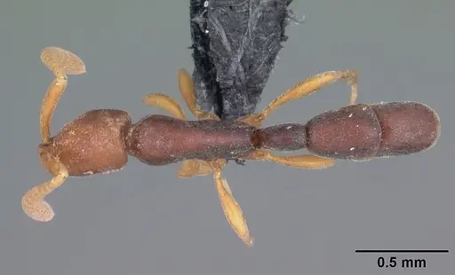 Probolomyrmex tani specimen CASENT0004400 image casent0004400_1