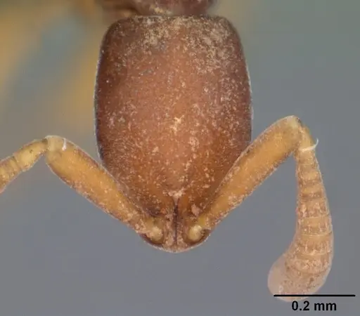 Probolomyrmex tani specimen CASENT0004400 image casent0004400_2
